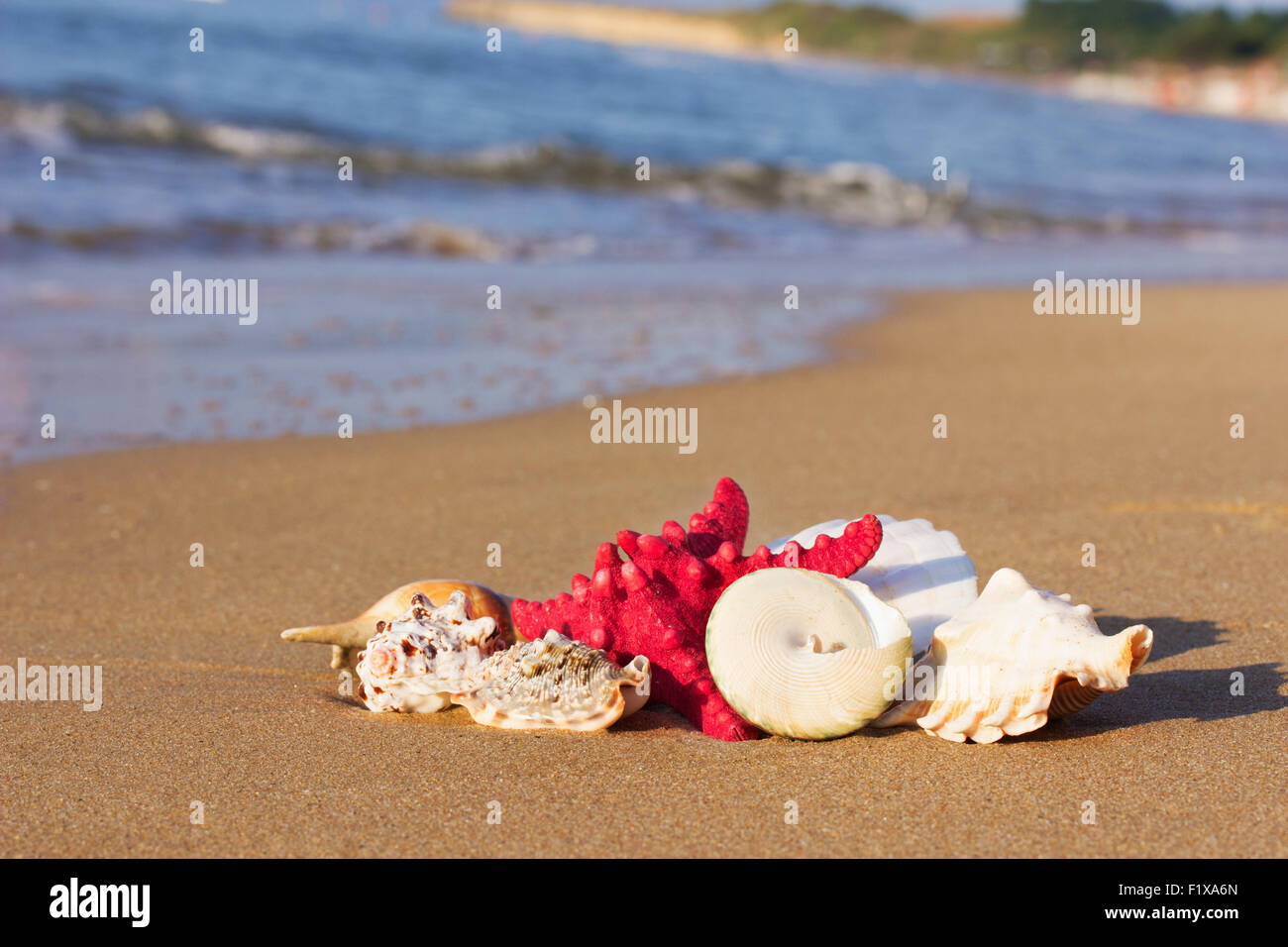 Les coquillages avec les étoiles de mer sur le sable. Banque D'Images