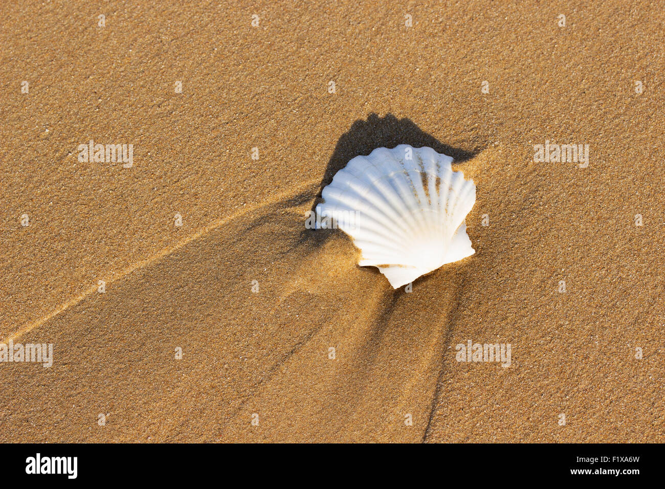 Coquillages blancs sur le sable. Banque D'Images