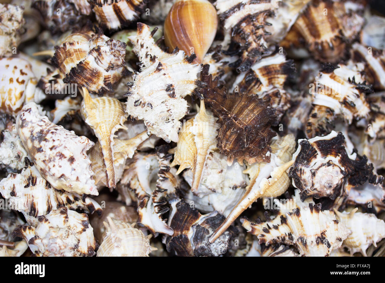 Close-up de coquillages sur la plage. Banque D'Images