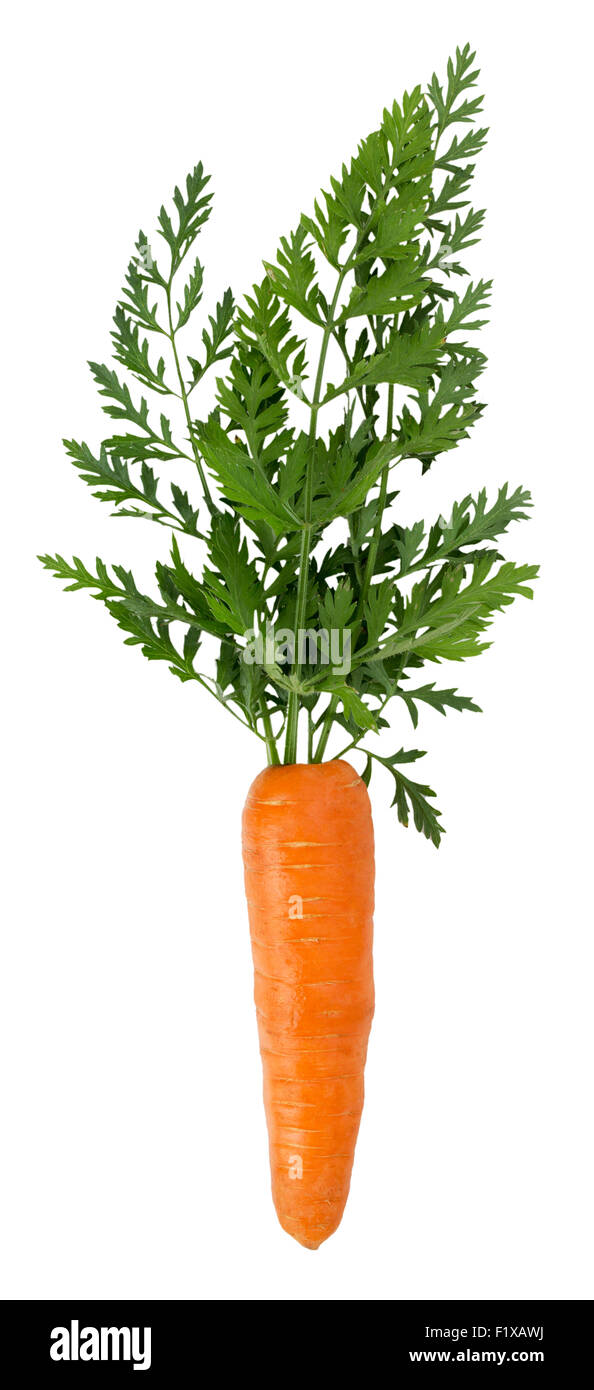 La carotte isolé sur fond blanc. Banque D'Images