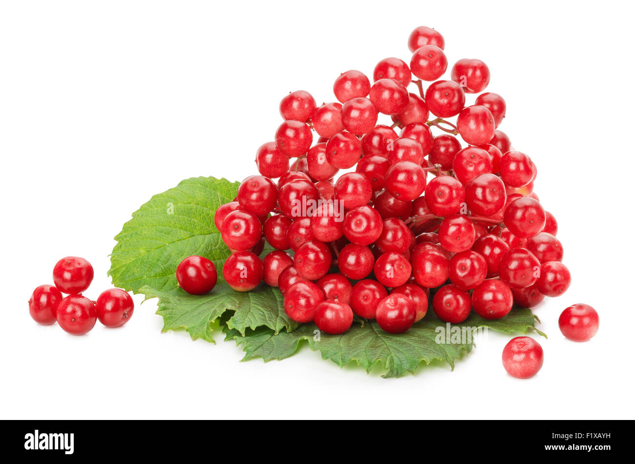 Viburnum rouge isolé sur fond blanc. Banque D'Images