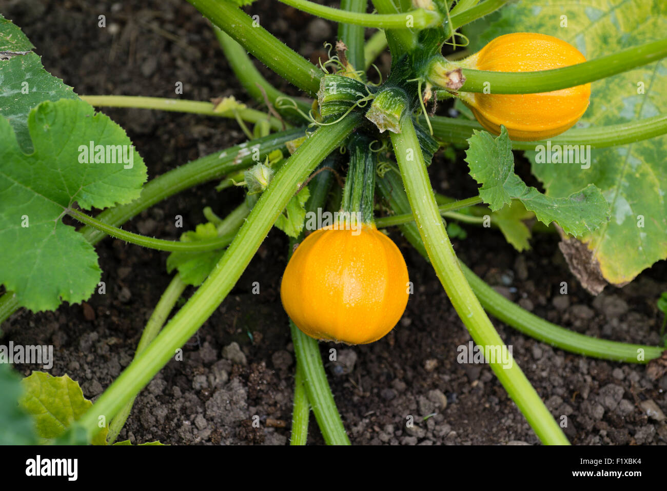 'Summer Ball' la citrouille (Cucurbita pepo) croissant sur l'attribution. Sheffield, South Yorkshire, Angleterre, Royaume-Uni. Banque D'Images