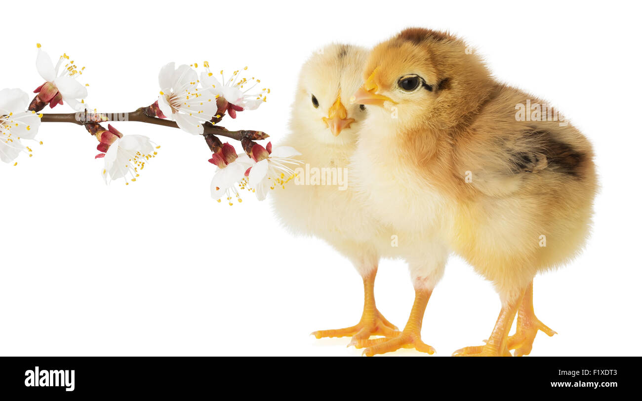 Peu de poulet sur fond blanc. Banque D'Images Peu de poulet sur fond blanc. Banque D'Images