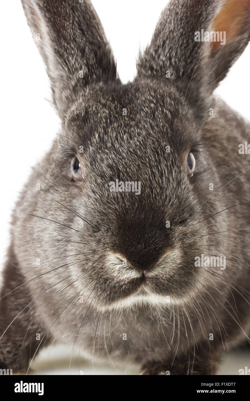 Lapin Gris sur fond blanc. Banque D'Images