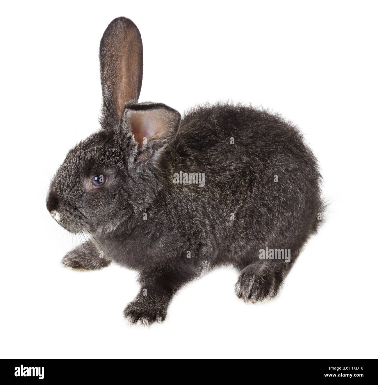 Lapin Gris sur fond blanc Banque D'Images