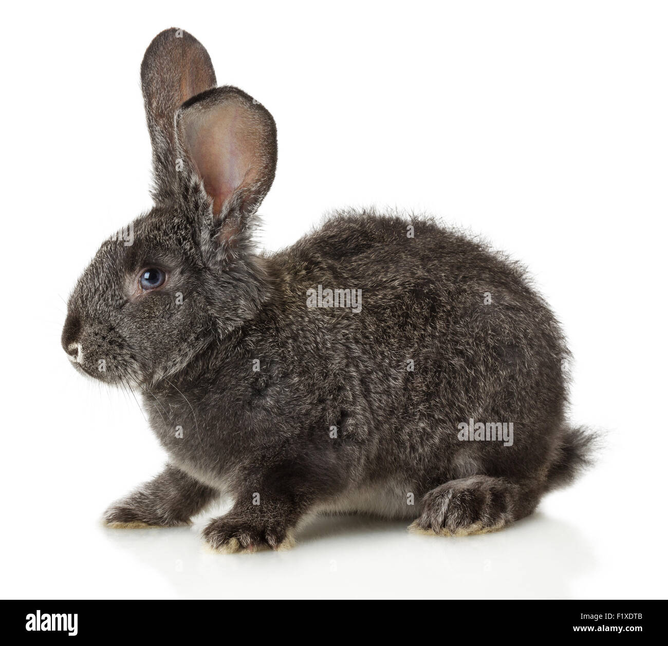 Lapin Gris sur fond blanc Banque D'Images