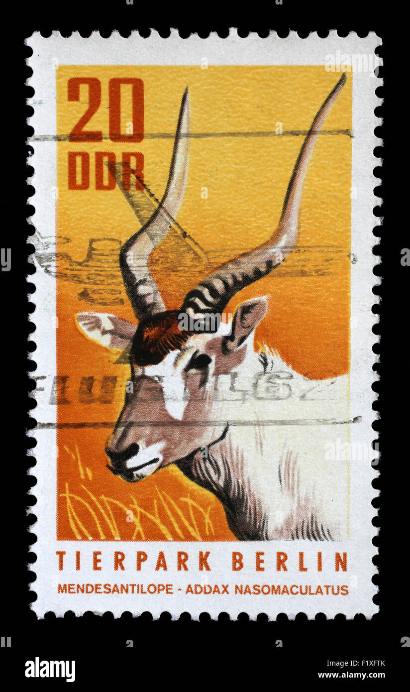 Timbres en RDA, l'ANTILOPE BLANCHE montre, l'Addax Addax nasomaculatus, Animal, vers 1970 Banque D'Images