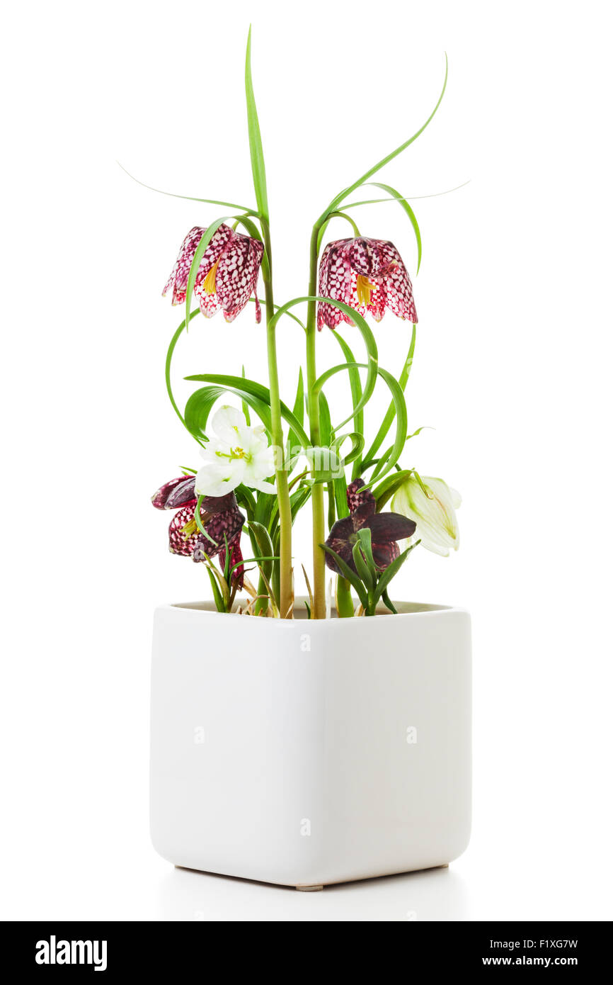 Fritillaria meleagris - des fleurs en pot de fleur carré sur fond blanc Banque D'Images
