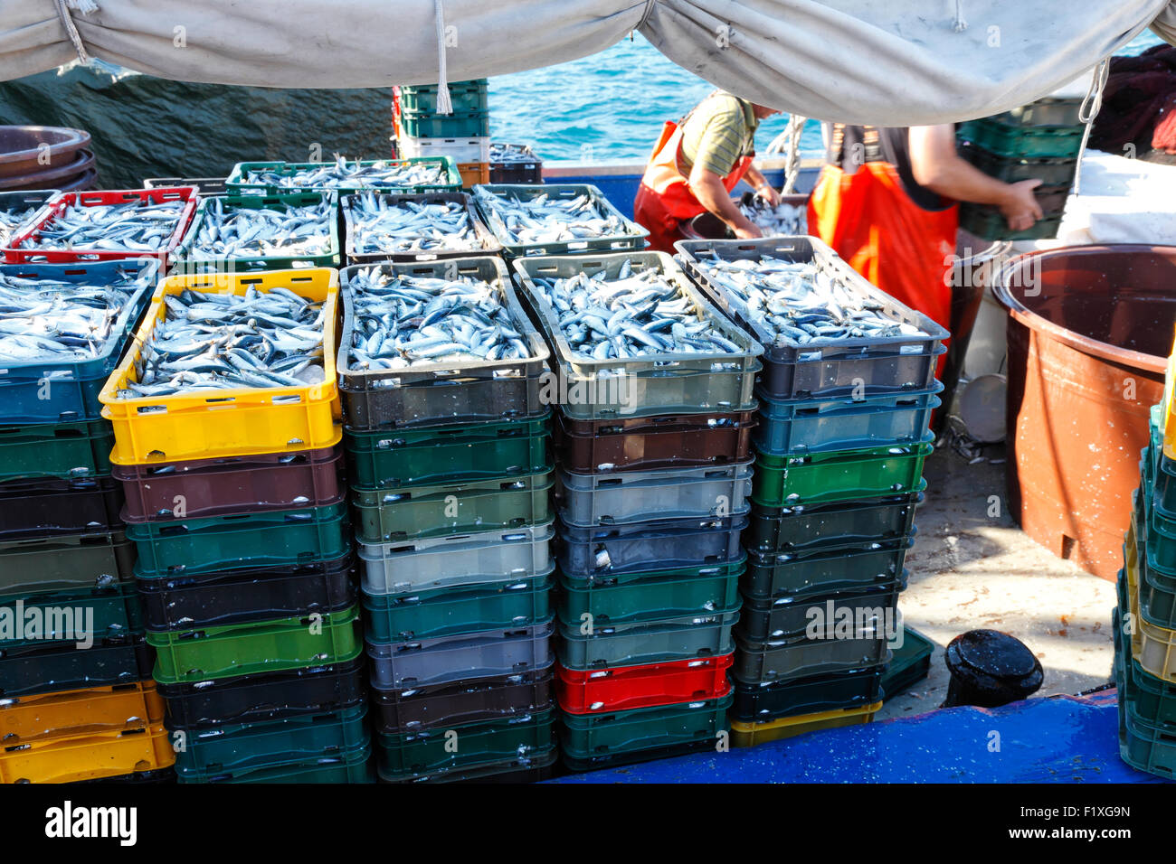 Dans des caisses de sardines préparé pour le transport Banque D'Images