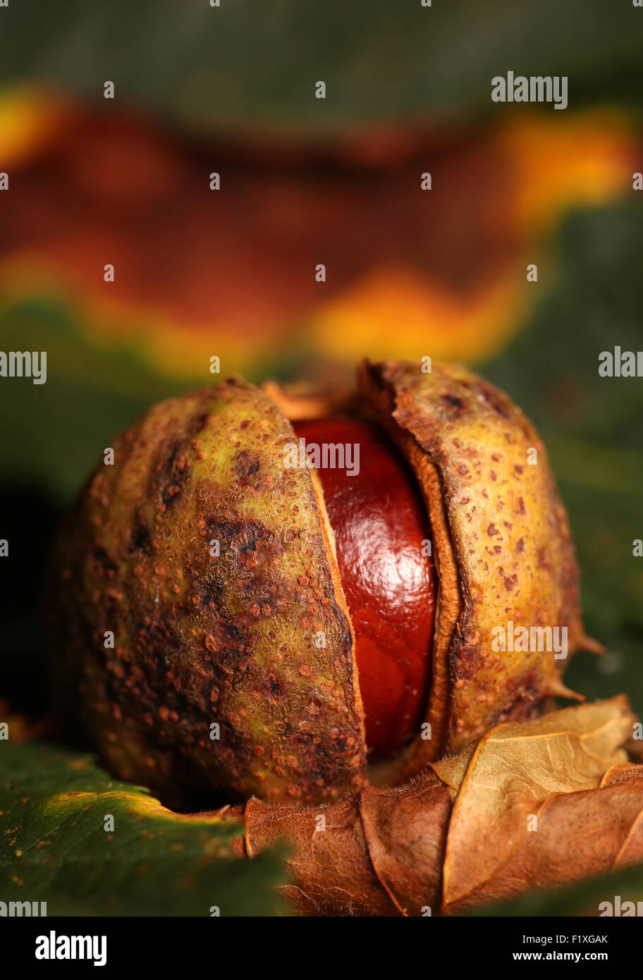 Conker marronnier sur les feuilles d'automne Banque D'Images