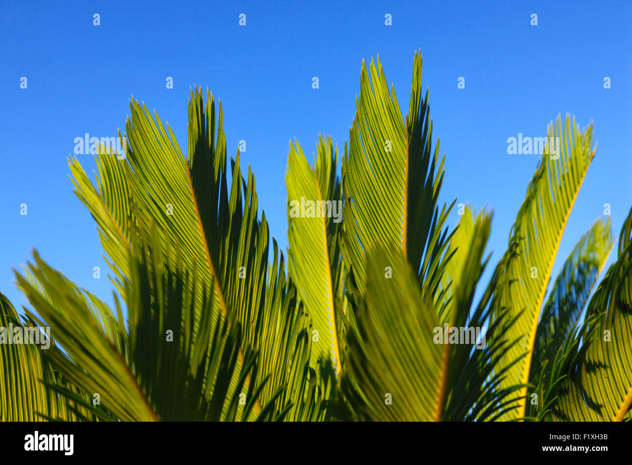 Les feuilles de palmier close up Banque D'Images