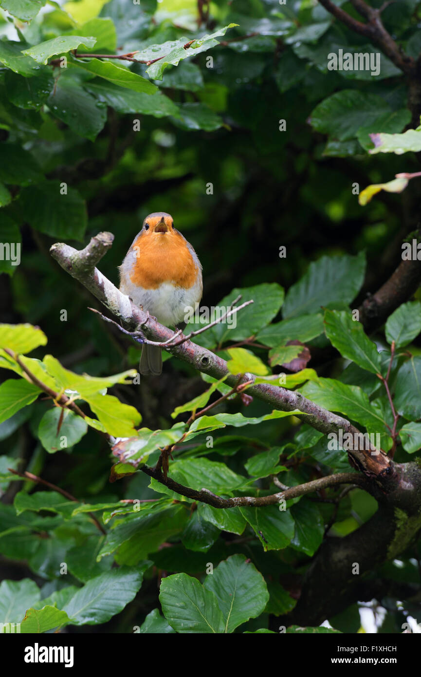 Erithacus rubecula aux abords. Robin dans une haie de hêtre en chantant dans un jardin anglais Banque D'Images