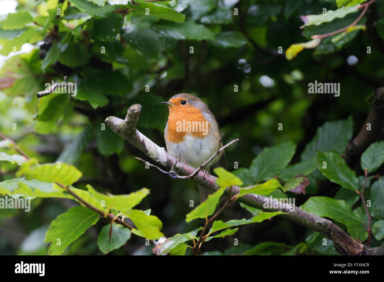 Erithacus rubecula aux abords. Robin dans une haie de hêtre dans un jardin anglais Banque D'Images
