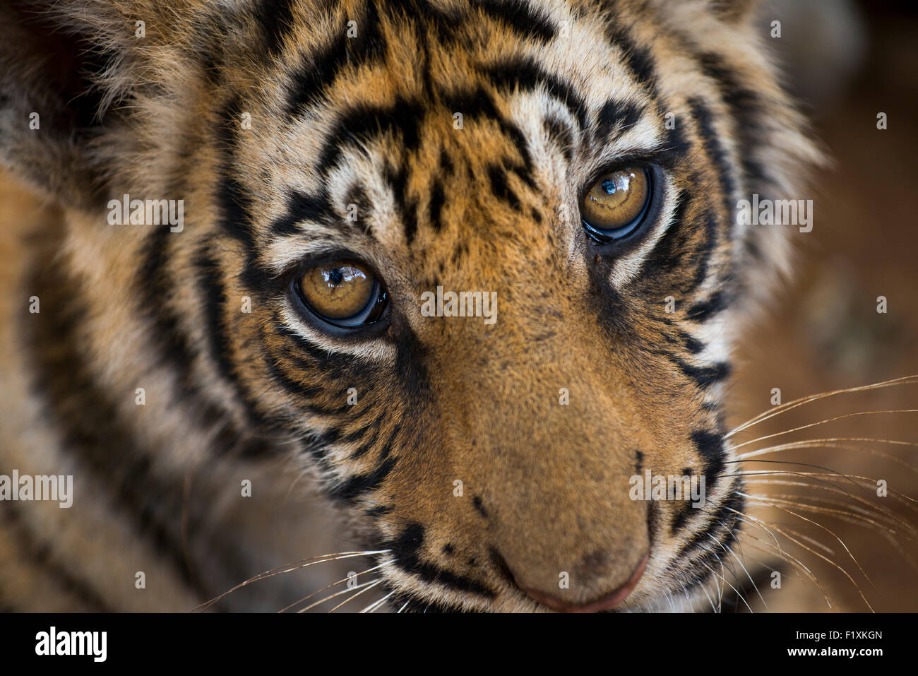 Close-up of Tiger regardant la caméra. Banque D'Images
