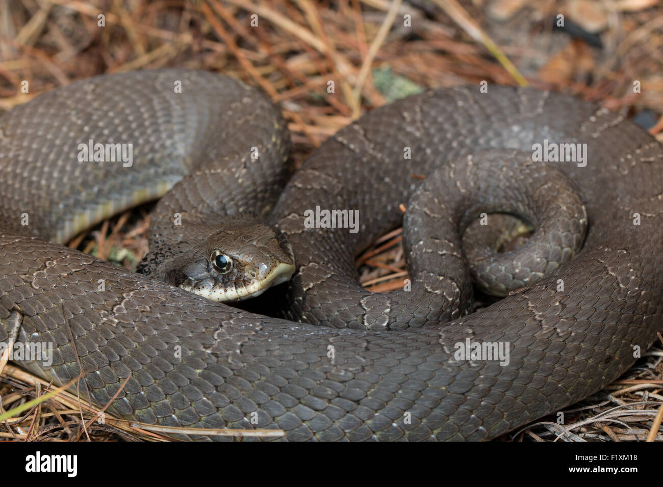 La couleuvre à nez plat défensif - Heterodon platyrhinos Banque D'Images