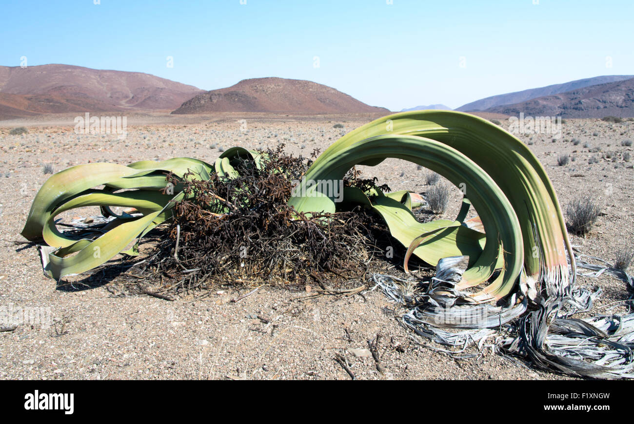 Dans Messum Welwitschia river au cratère Messum Banque D'Images