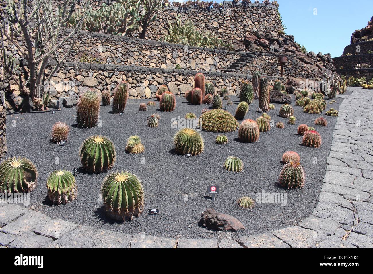 Assortiment de cactus dans le sable noir Banque D'Images