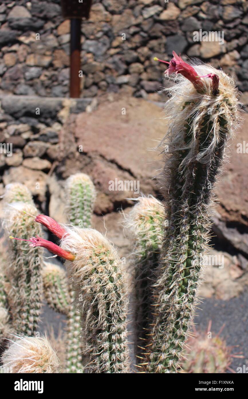 Cactus avec des fleurs Banque D'Images