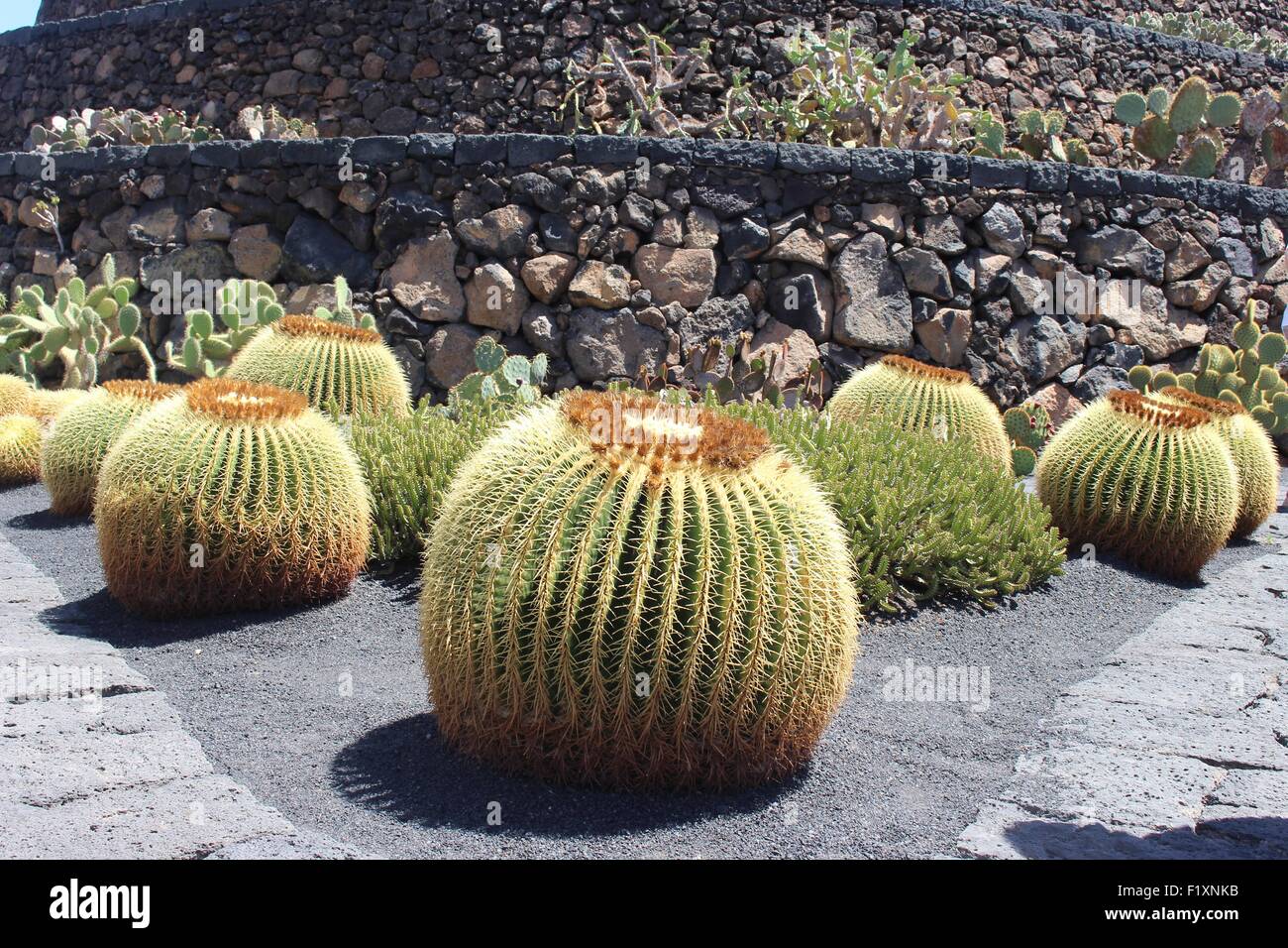 Groupe de cactus rond Banque D'Images