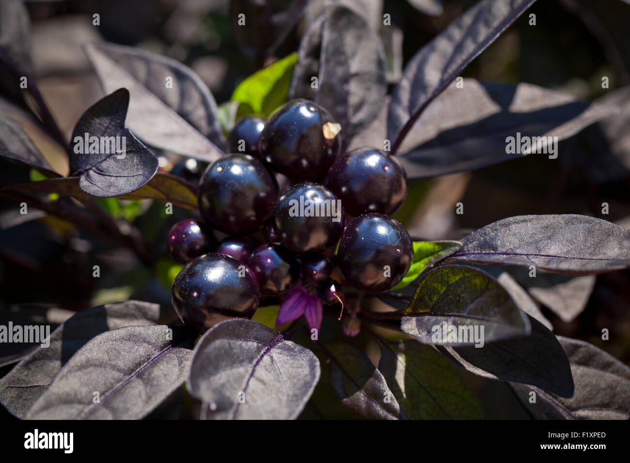 Black Pearl chili pepper plant in garden (Capsicum annuum) - USA Banque D'Images