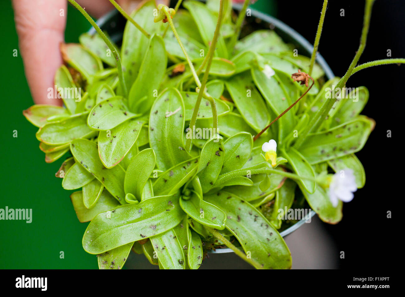 Plante carnivore grassette (Pinguicula vulgaris) Banque D'Images