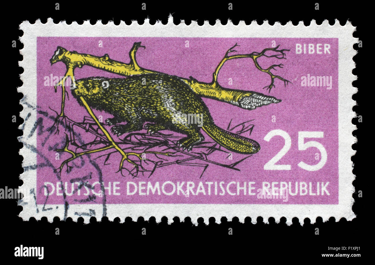 Timbres en RDA montre le castor, Castor fiber albicus, Protection de la faune, circa 1959 Banque D'Images