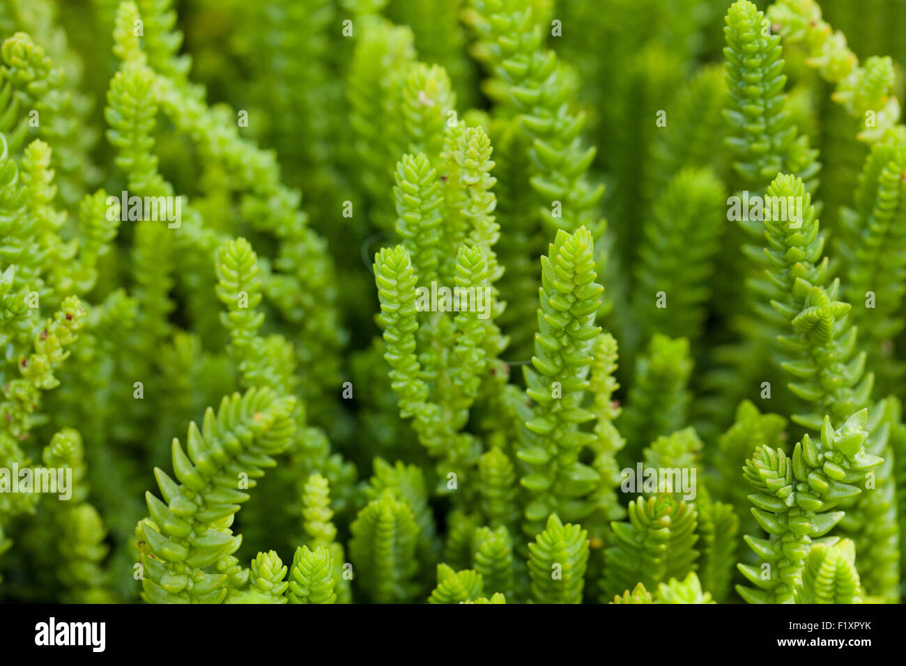 Princess Pine plante succulente (Crassula muscosa) Banque D'Images