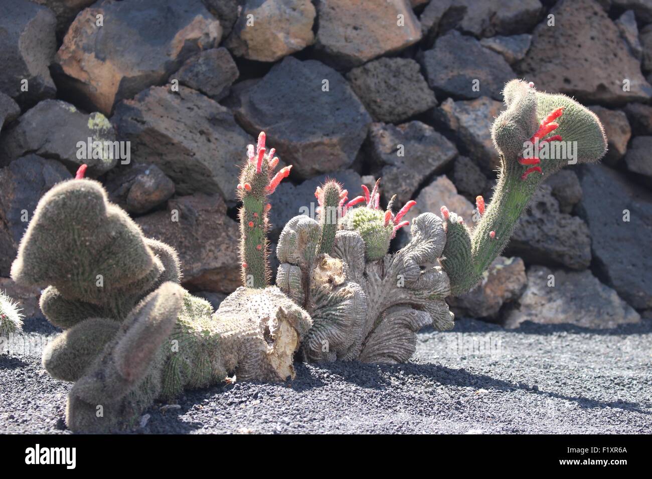 Catus à fleurs roses Banque D'Images