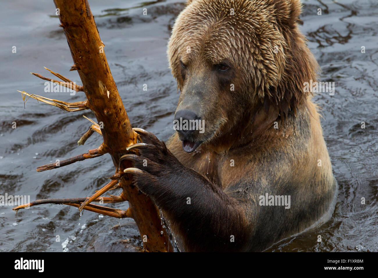 Un grand ours Kodiak baigne dans un zoo suédois Banque D'Images