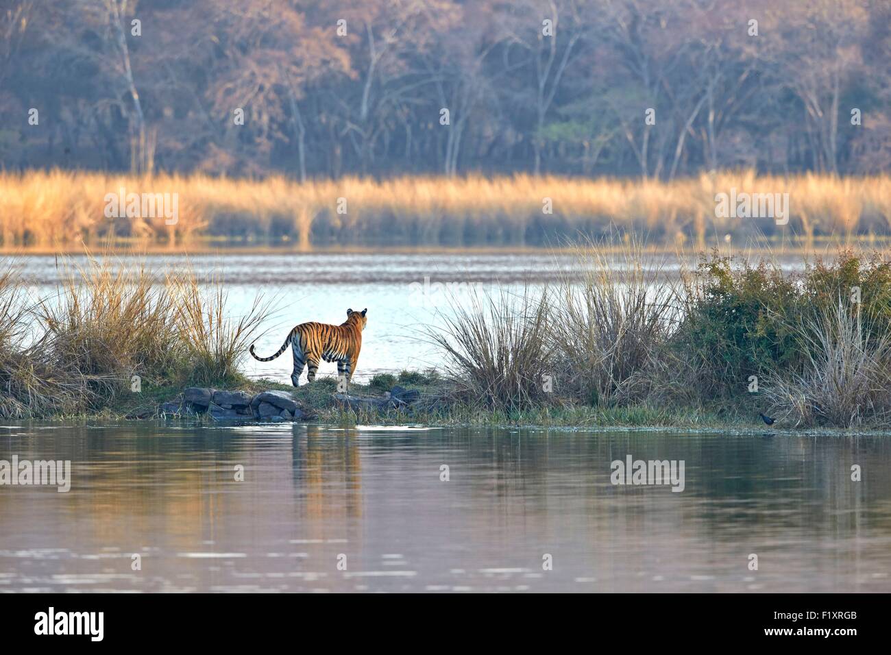 L'Inde, Rajasthan, le parc national de Ranthambore, tigre du Bengale (Panthera tigris tigris), traverser un marais et la natation Banque D'Images