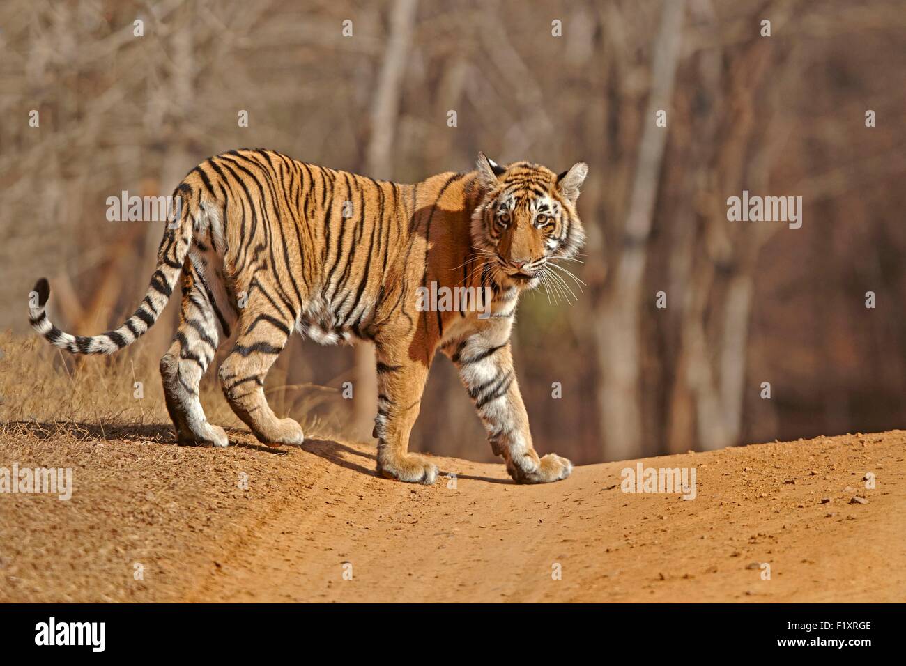 L'Inde, Rajasthan, le parc national de Ranthambore, tigre du Bengale (Panthera tigris tigris), les jeunes d'un an Banque D'Images