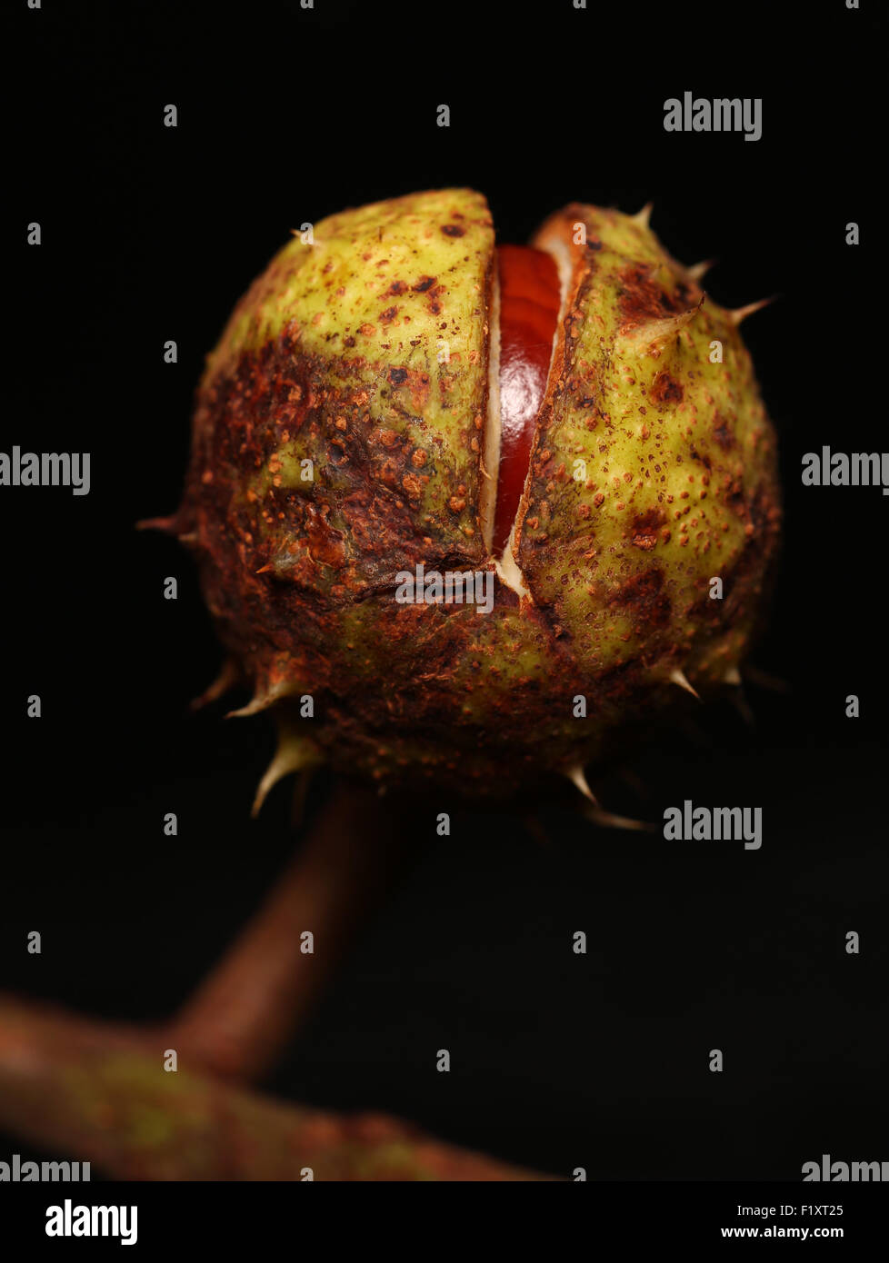 Conker marron sur fond noir Banque D'Images