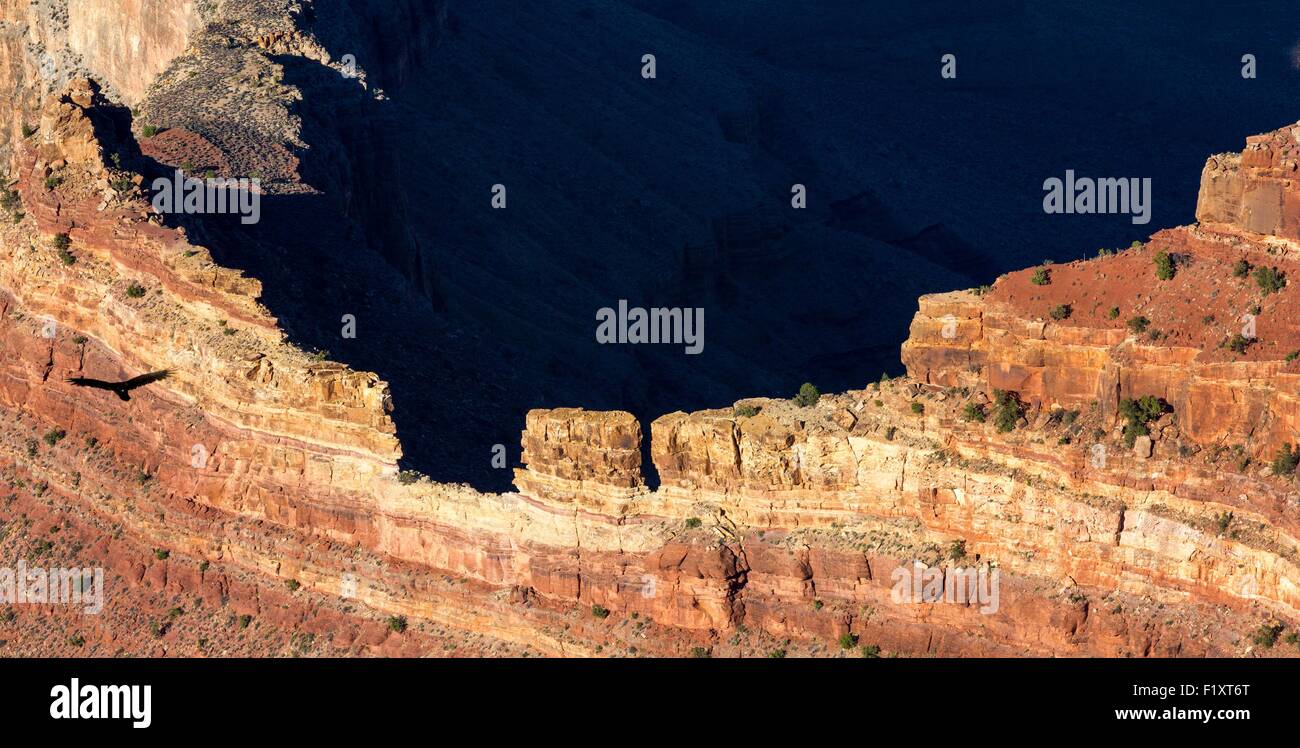 United States, Arizona, Grand Canyon National Park, Condor de Californie (Gymnogyps californianus) de Banque D'Images