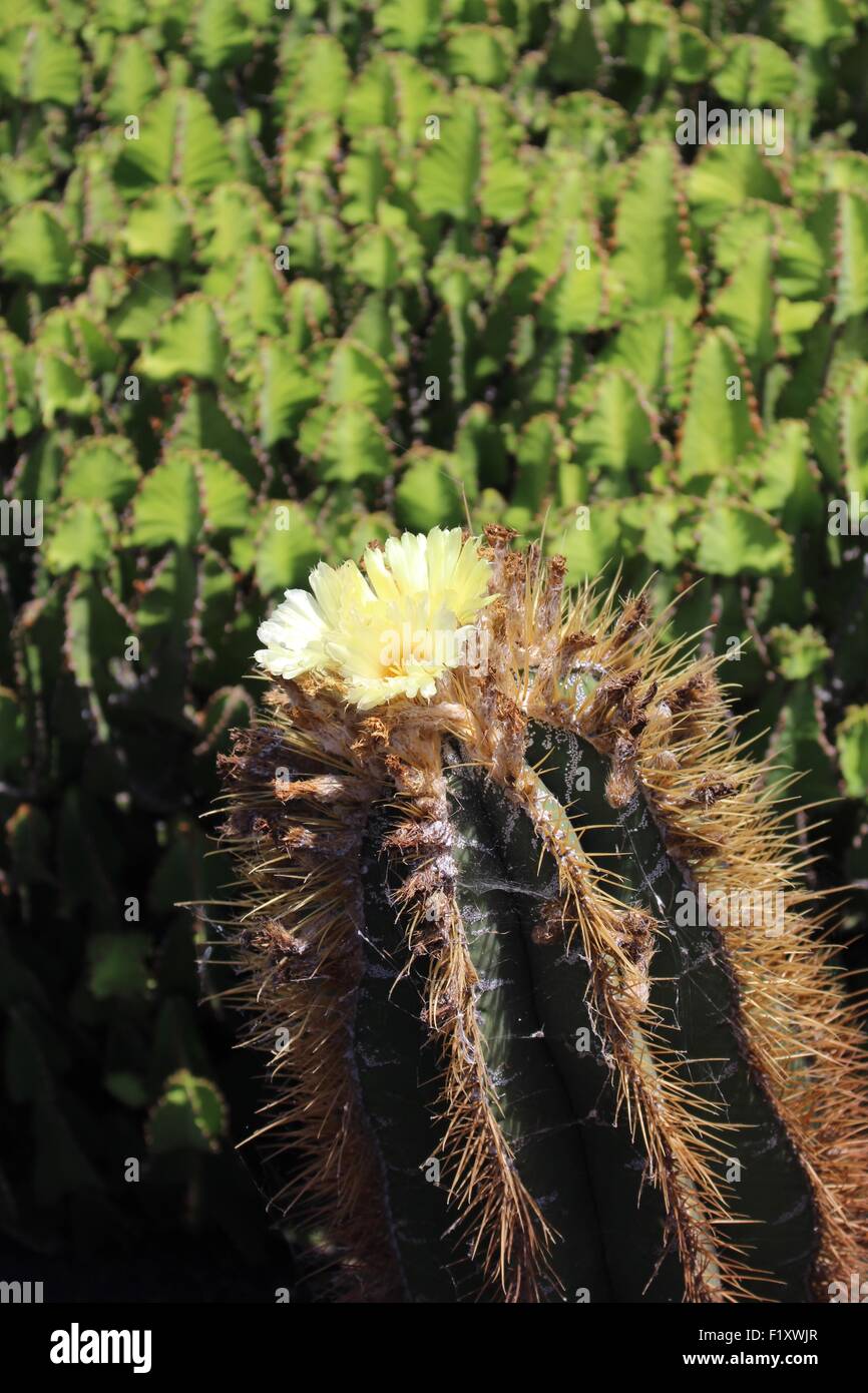 Cactus fleur close up Banque D'Images