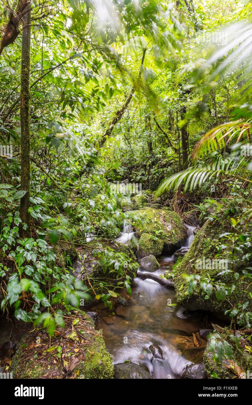 Costa Rica, province de Puntarenas, Monteverde Cloud Forest, Reserva Biologica del Bosque (réserve biologique de la forêt du nuage) Banque D'Images