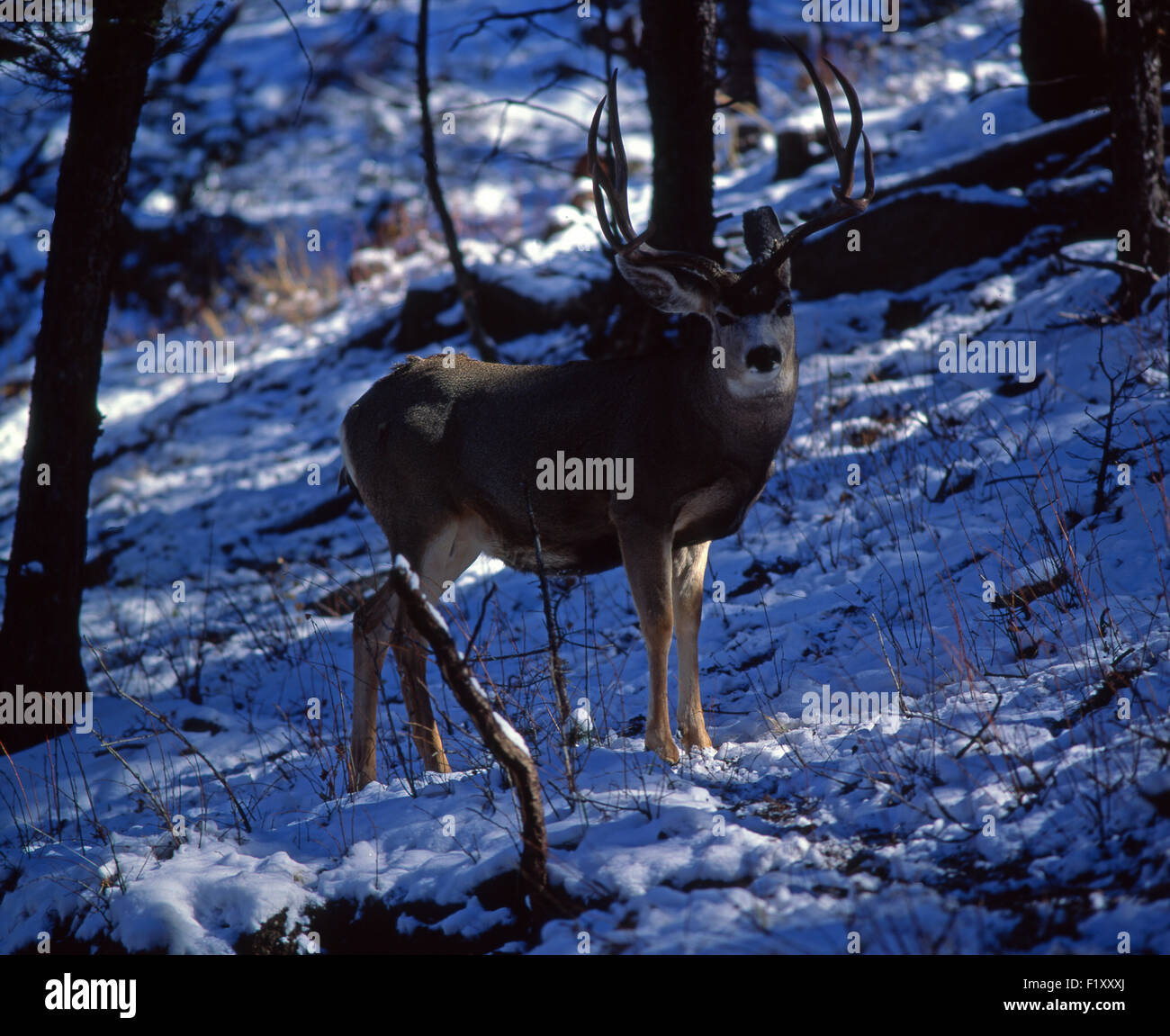 Hiver Cerf Buck Banque D'Images
