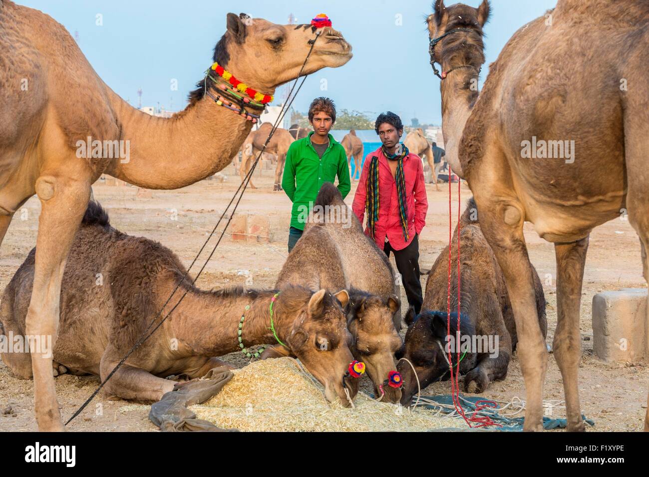 L'Inde, le Rajasthan, état, le bétail Nagaur Nagaur fair est le plus grand salon du genre dans le pays Banque D'Images