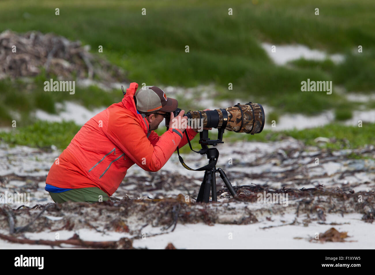 Photographe d'oiseaux avec une grosse lentille sur une plage dans les Lofoten Banque D'Images