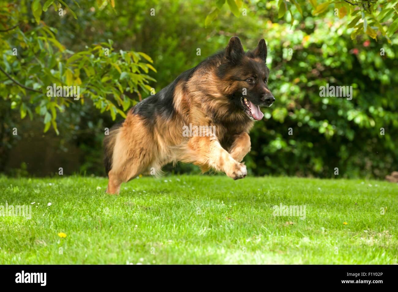 La France Lain Le Chien Canis Lupus Familiaris Berger