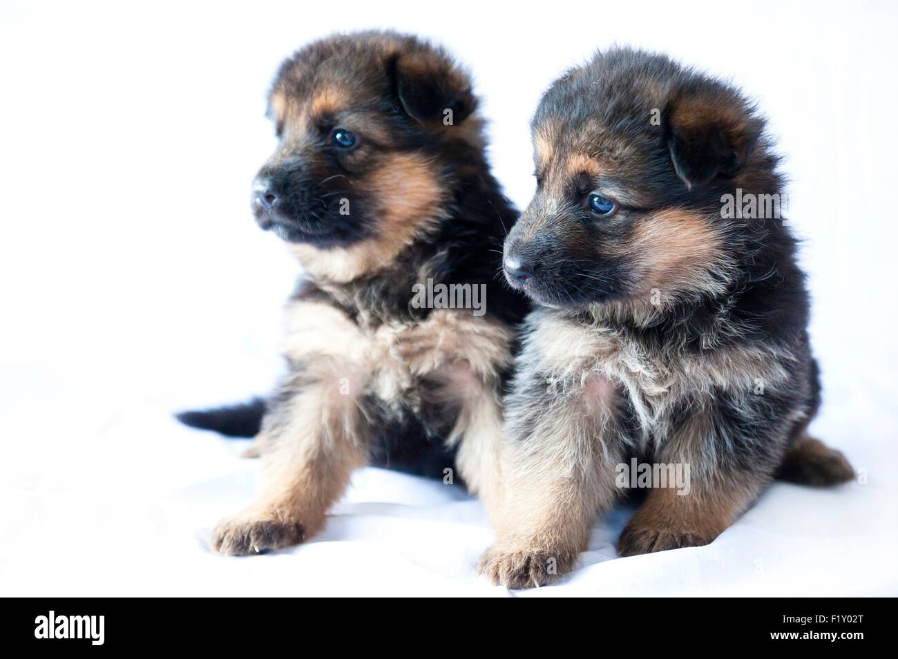 Chiot Berger Allemand 1 Mois Couché Sur Fond Blanc