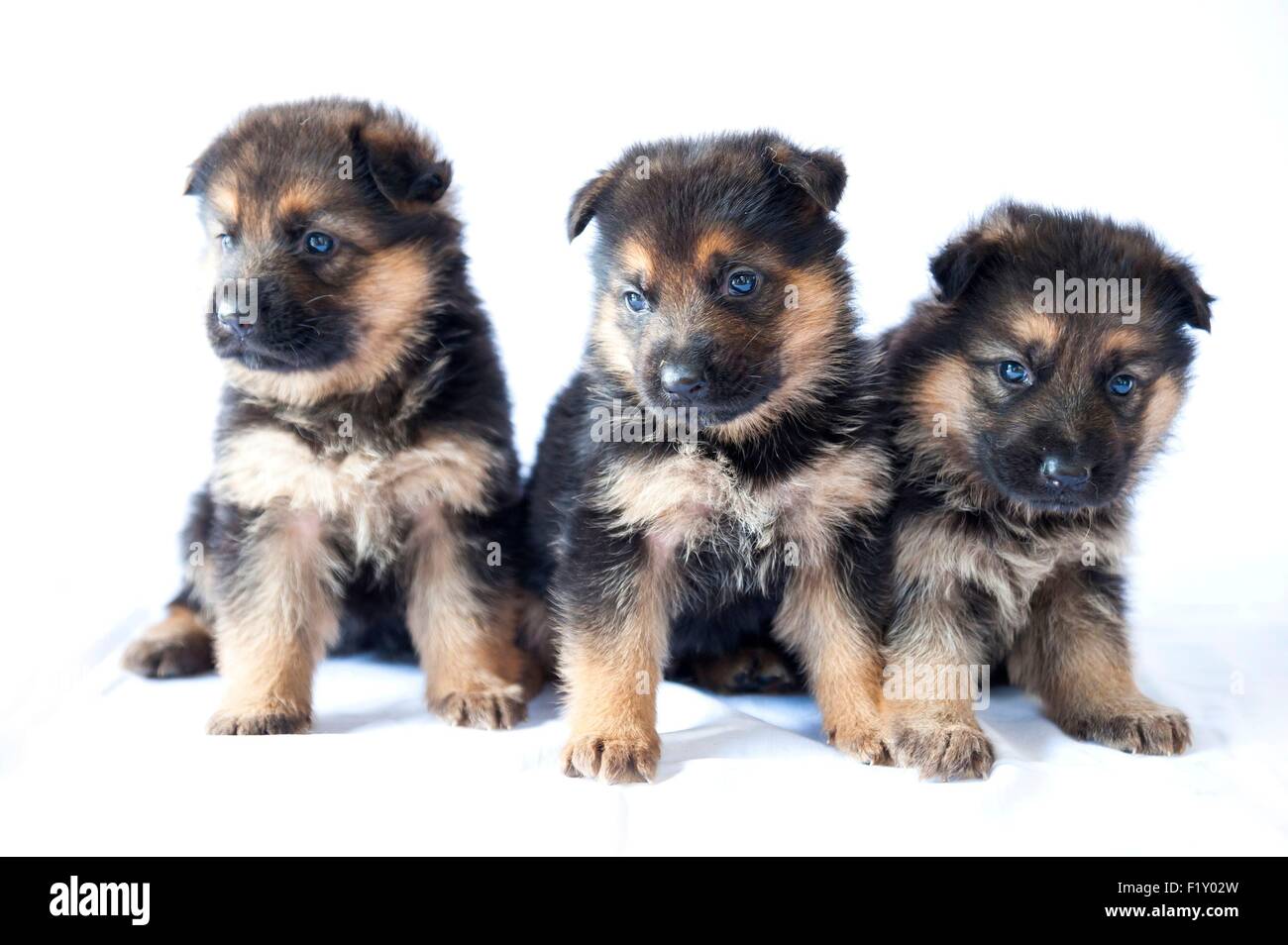 La France Lain Le Chien Canis Lupus Familiaris Chiots