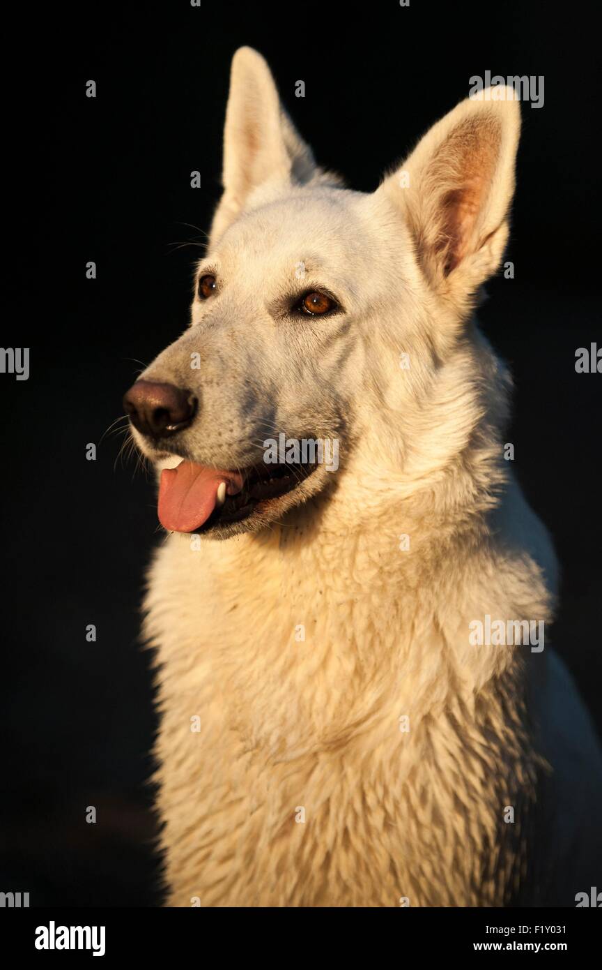France, Isère, le chien (Canis lupus familiaris), Berger Blanc Suisse de berger, portrait Banque D'Images