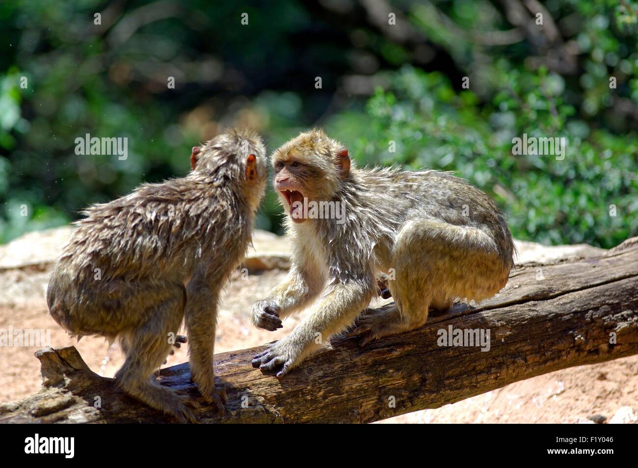 Singe de Barbarie (Macaca sylvanus), les combats entre Youngs Banque D'Images