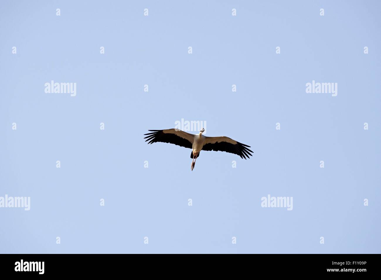La Thaïlande, Asian openbill Anastomus (oscitante), battant Banque D'Images