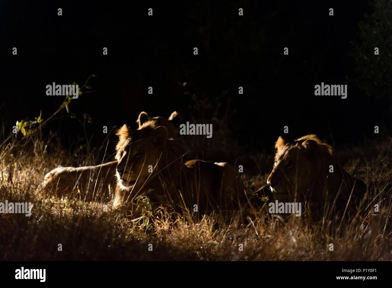 L'Afrique du Sud, Mala Mala Game Reserve, lion (Panthera leo) Banque D'Images