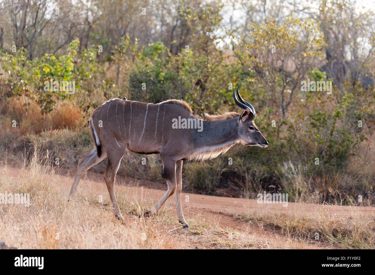 L'Afrique du Sud, Mala Mala Game Reserve, grand koudou (Tragelaphus strepsiceros) Banque D'Images