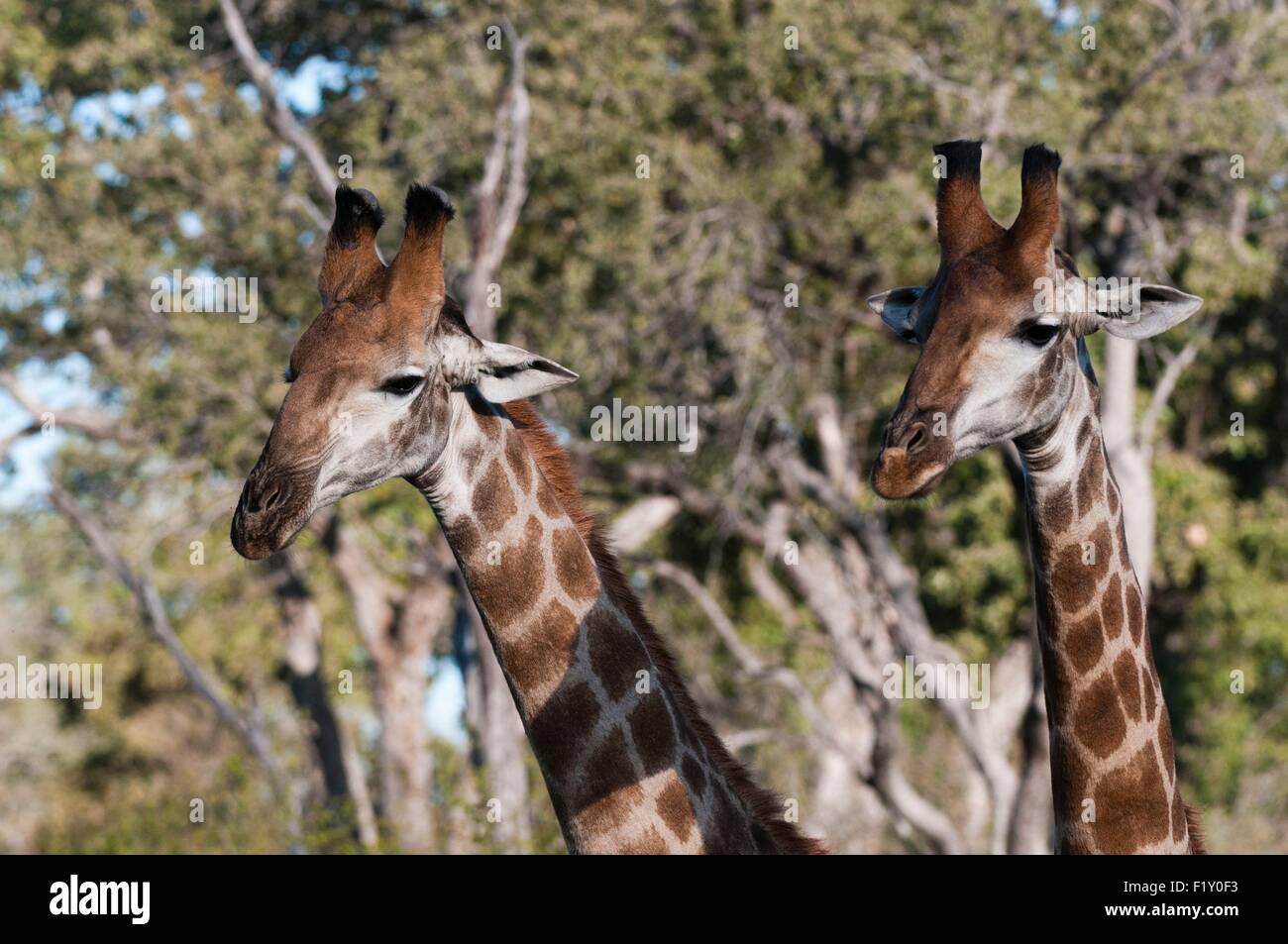 L'Afrique du Sud, Mala Mala Game Reserve, dans le sud de Girafe (Giraffa camelopardalis) Banque D'Images