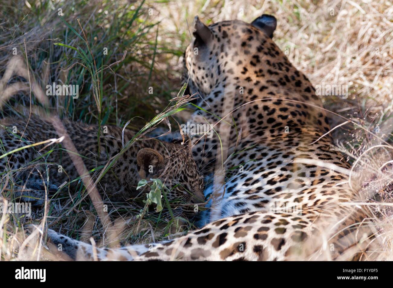 L'Afrique du Sud, Mala Mala Game Reserve, le Léopard (Panthera pardus) Banque D'Images