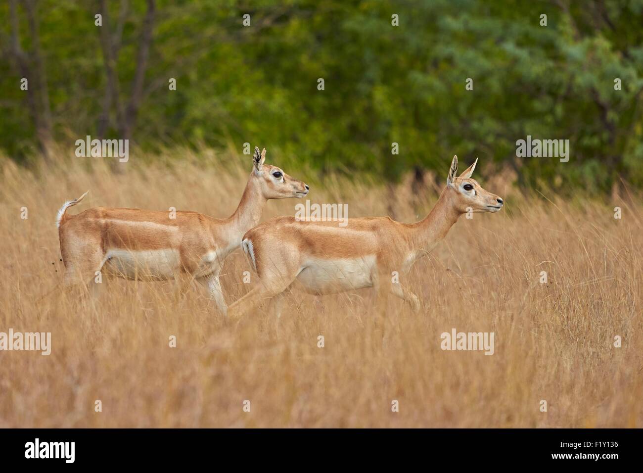 L'état du Gujarat, Inde, Blackbuck national park, (Antilope cervicapra) Blackbuck, femme Banque D'Images