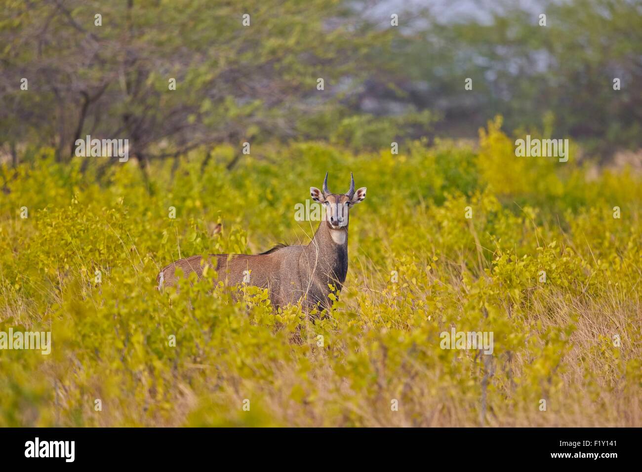 L'état du Gujarat, Inde, Blackbuck national park, Nilgai ou Indien taureau ou Antilope (Boselaphus tragocamelus bleu), homme Banque D'Images